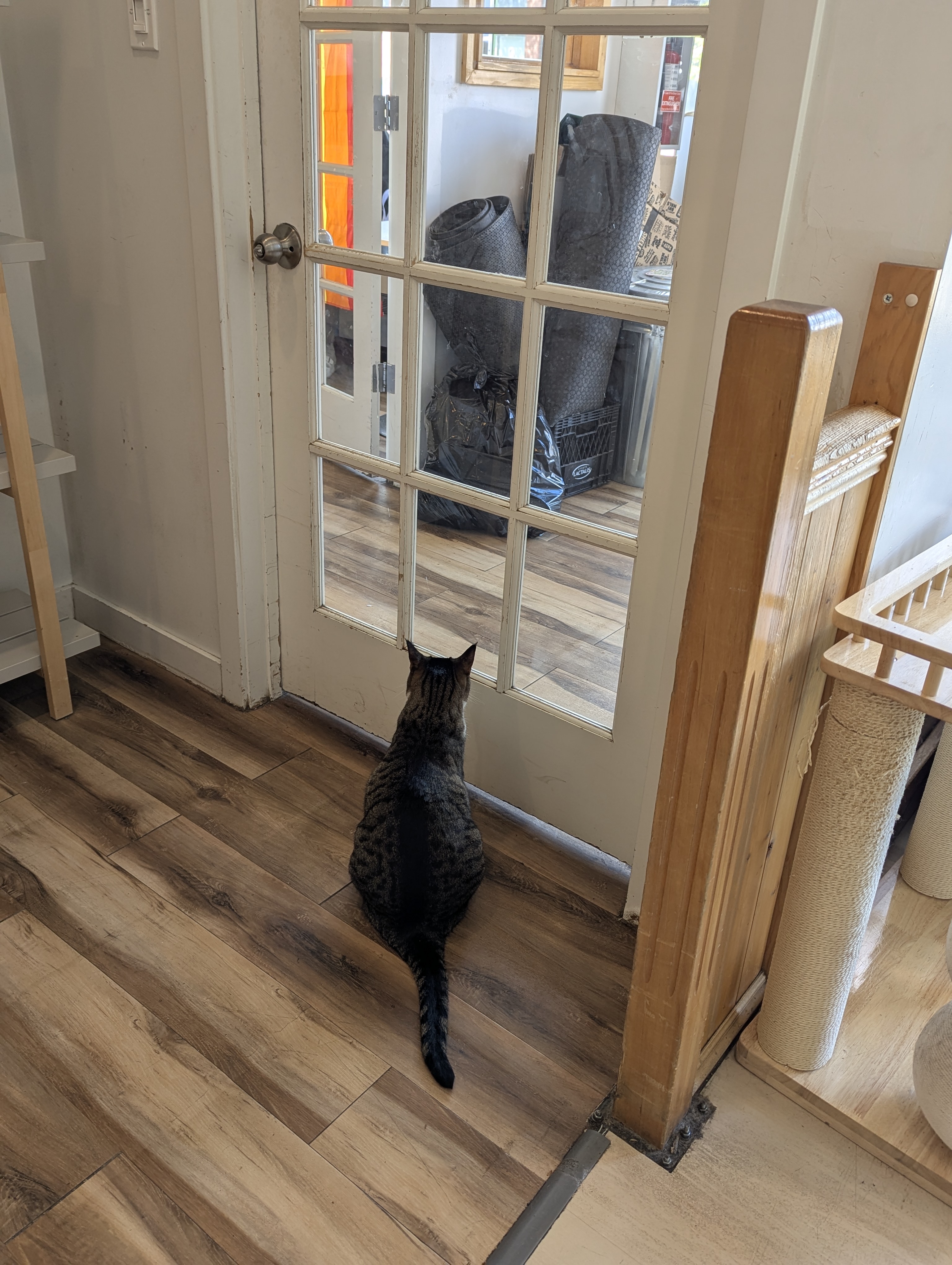 Birthday Trip to Canada, Cat Cafe, Edmonton